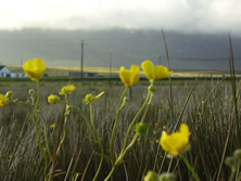 Spring Flowers and view of Slievemore.