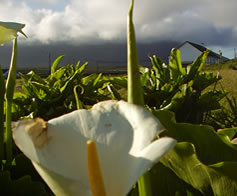 Lilly, Mulhollow B&B, Achill Island.